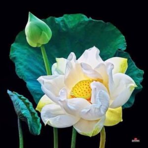 Lotus  (11)