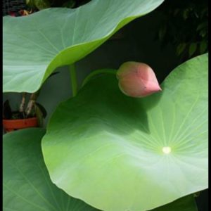 Lotus  (12)