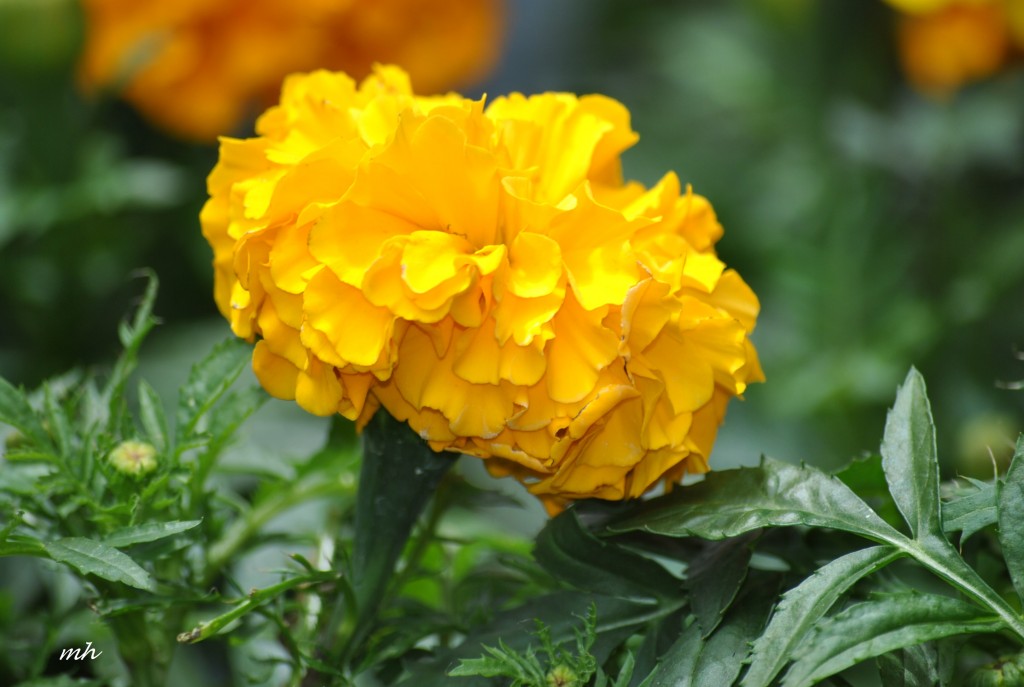 Hoa Vạn Thọ - 2014 (16)