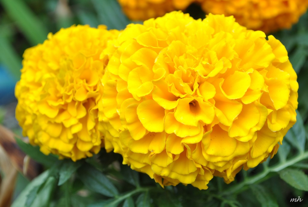 Hoa Vạn Thọ 2014 (4)