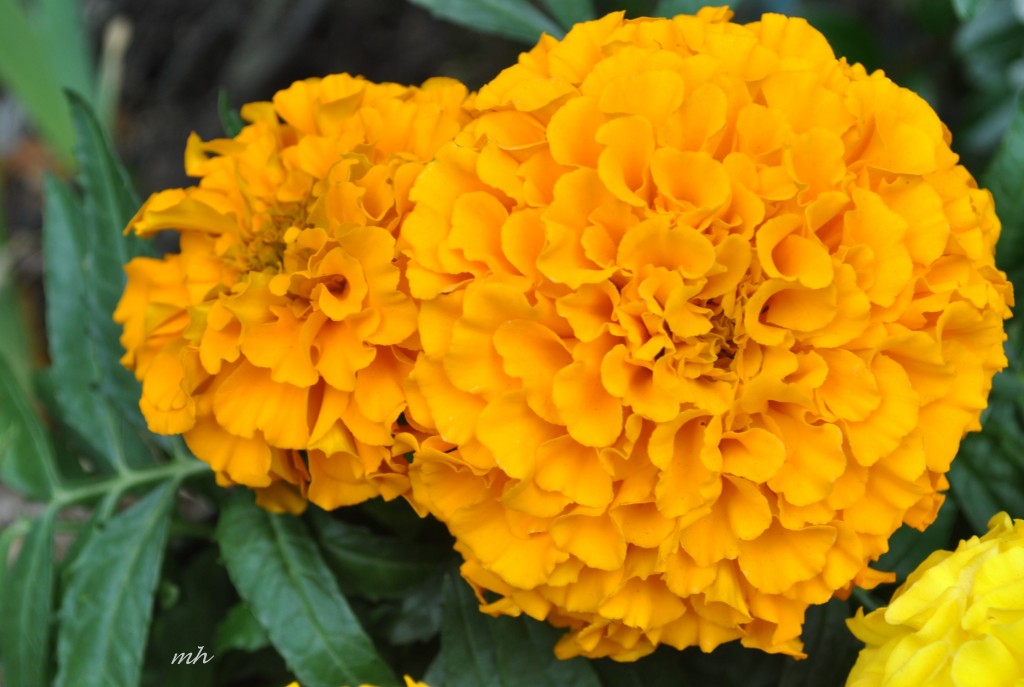 Hoa Vạn Thọ 2014 (9)
