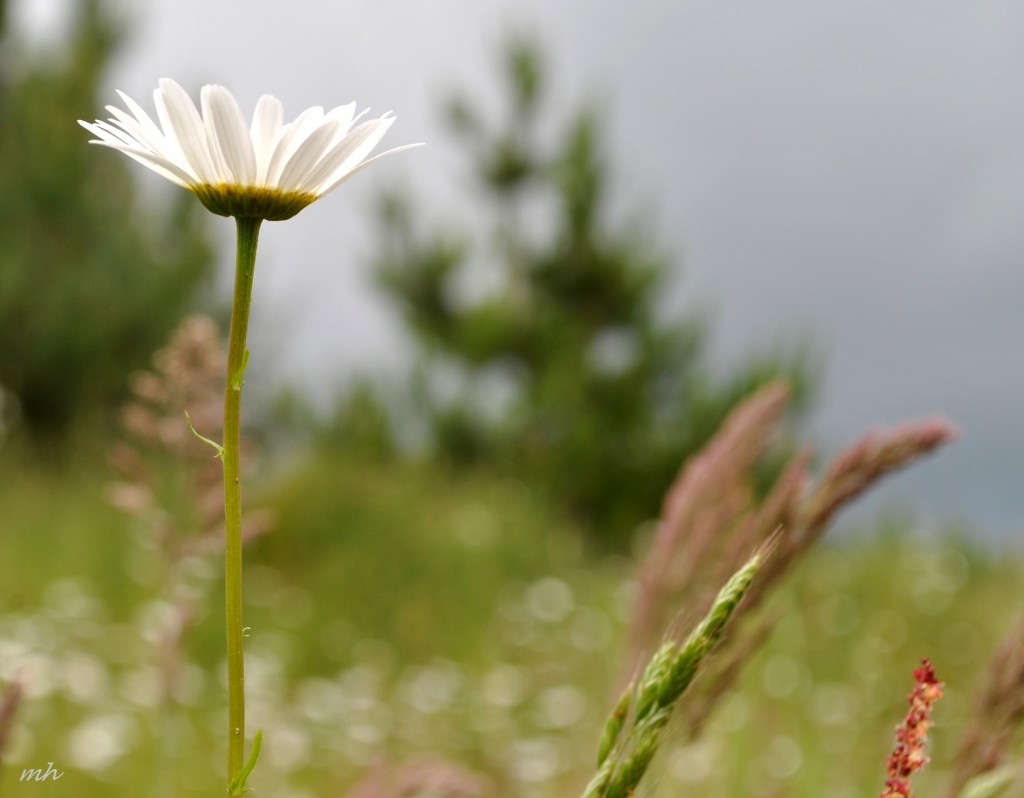 Moon Daisy thang 5 - 2014 (1a) (16)