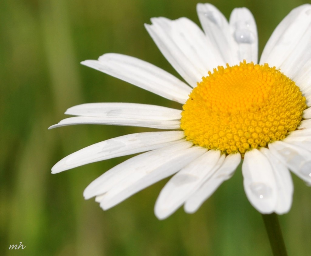 Moon Daisy thang 5 - 2014 (1a) (4)