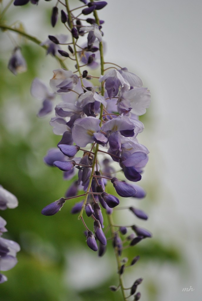 Wisteria tim 2014 (11)