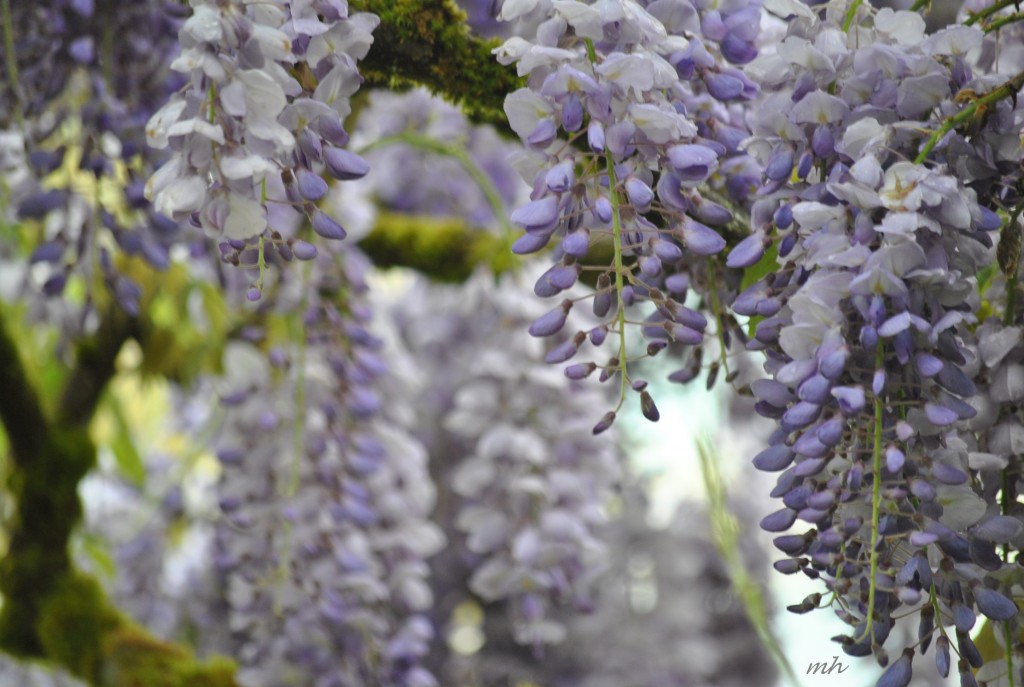 Wisteria tim 2014 (18)