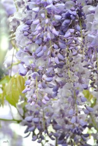 Wisteria tim 2014 (5)