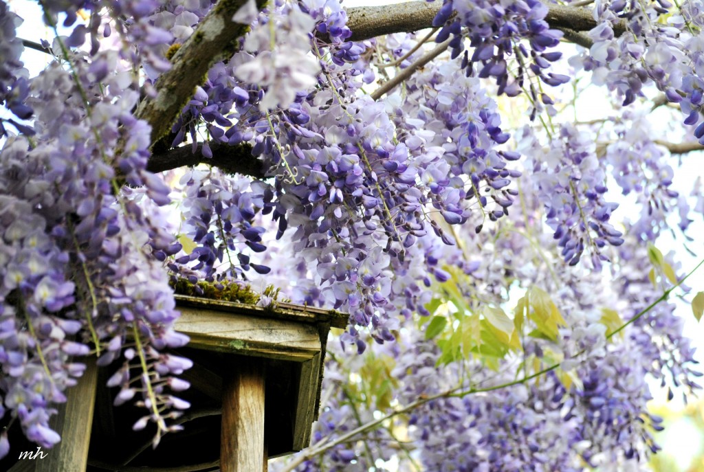 Wisteria tim 2014 mh (1)
