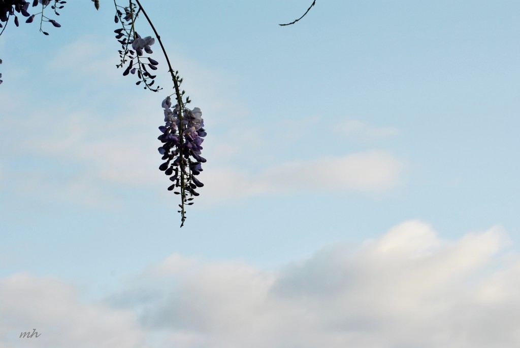 Wisteria tim 2014 mh (3)