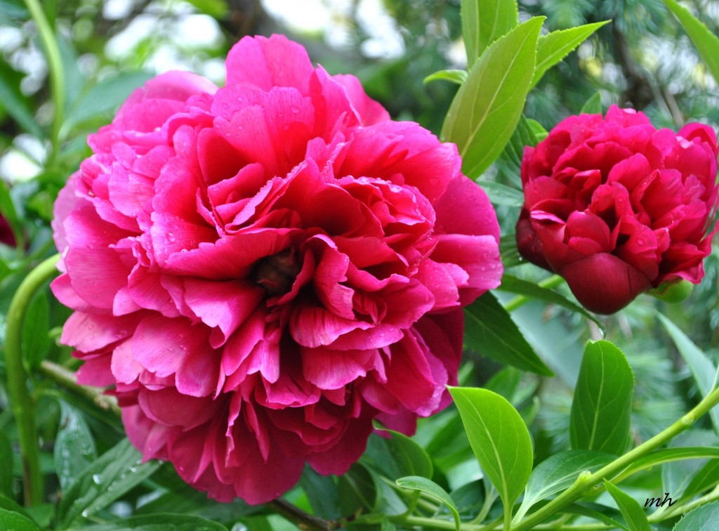Mẫu đơn 2010 (1)