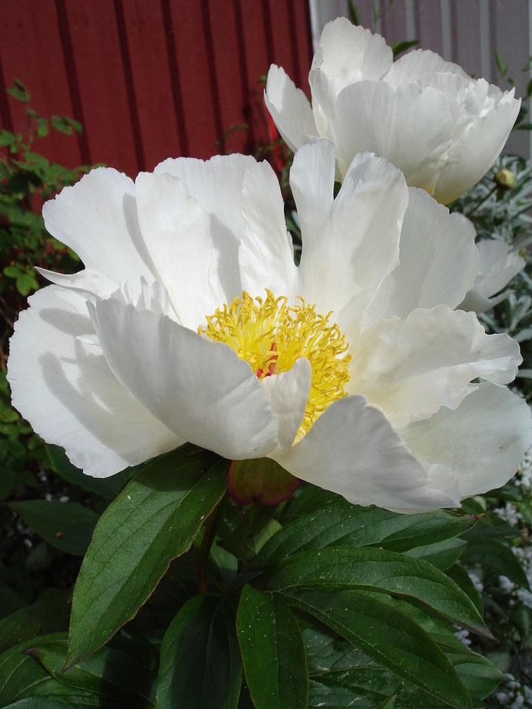 Paeonia lactiflora 'White Wings' hoa đơn