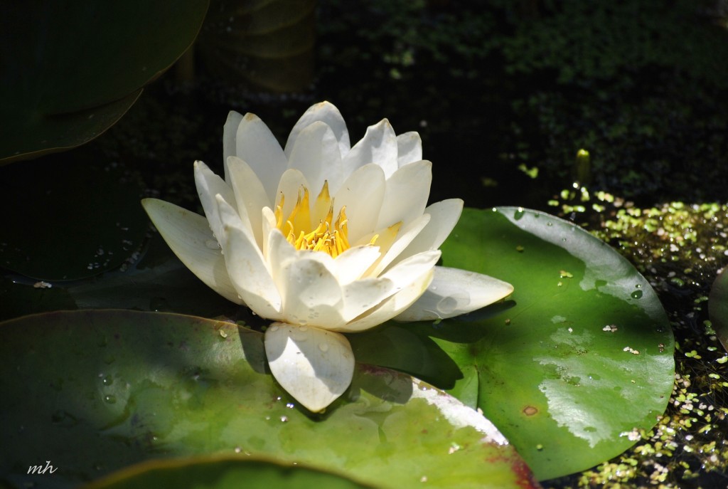 Water Lily 2014