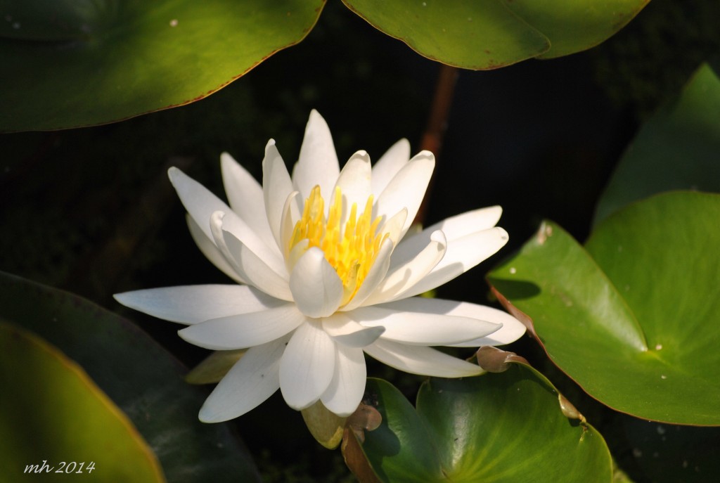 Water Lily July 2014. (37)
