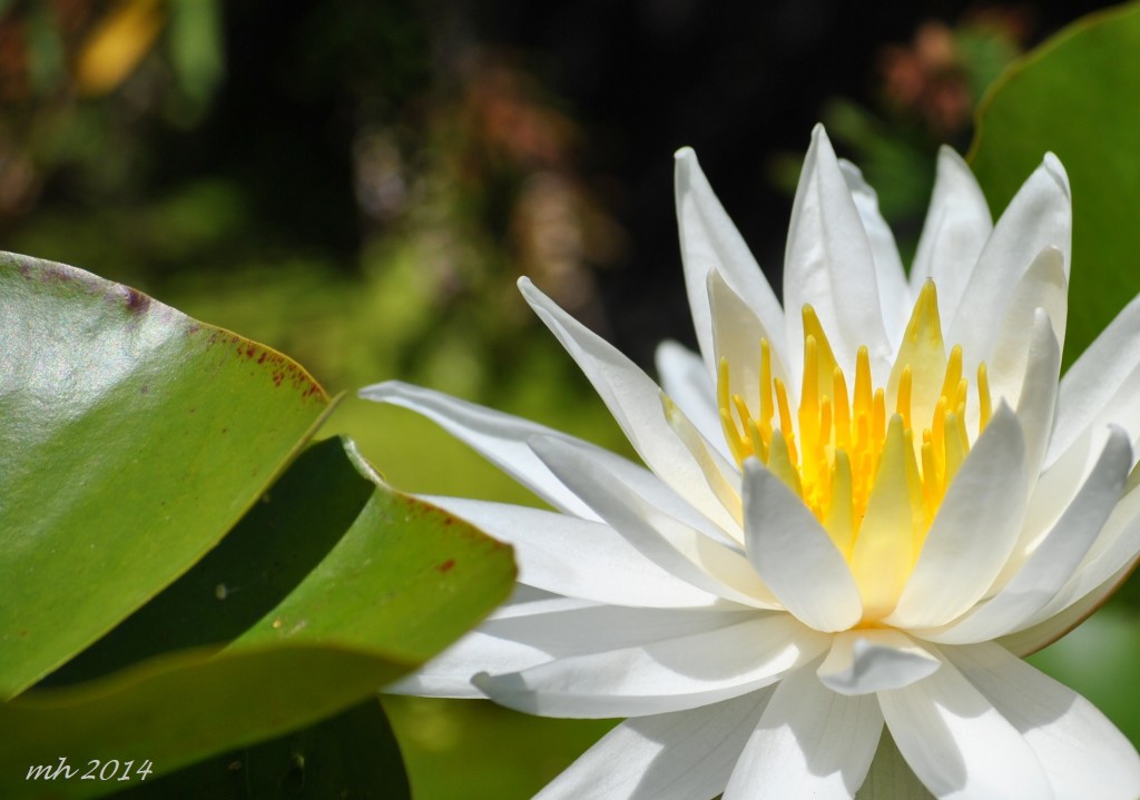 Water Lily July 2014. (54)