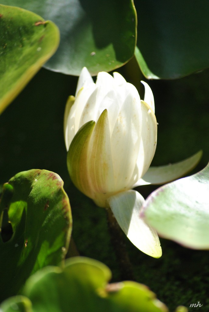 Water Lily July 2014. (7)