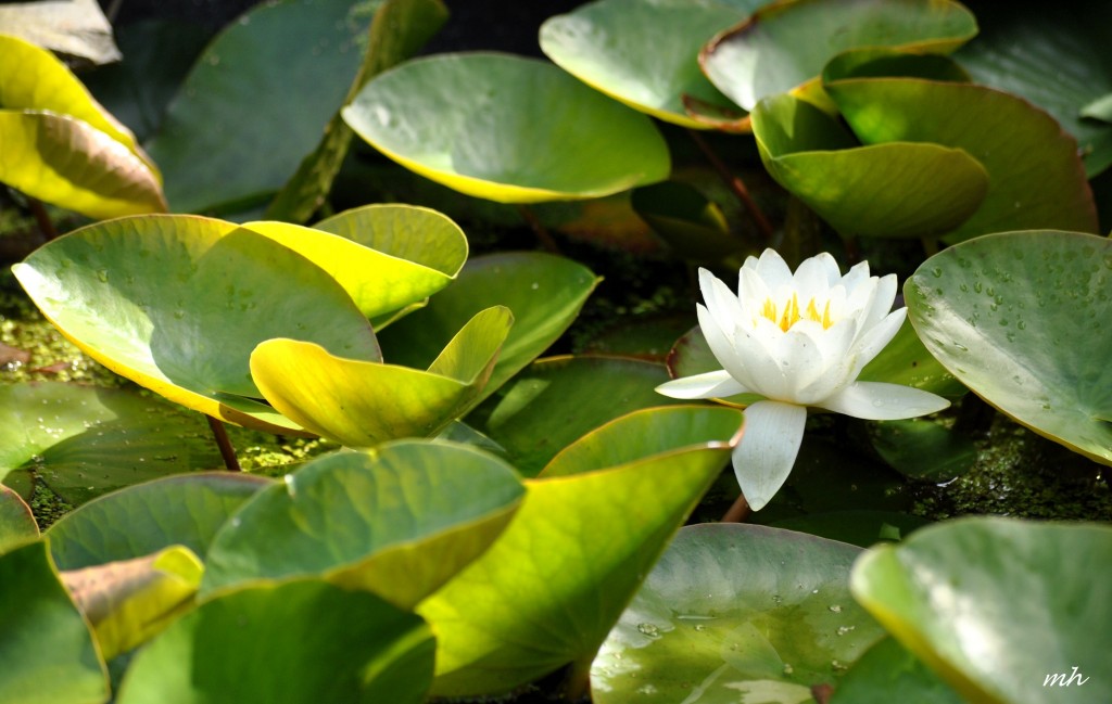 Water Lily June 28 - 2014 (6)