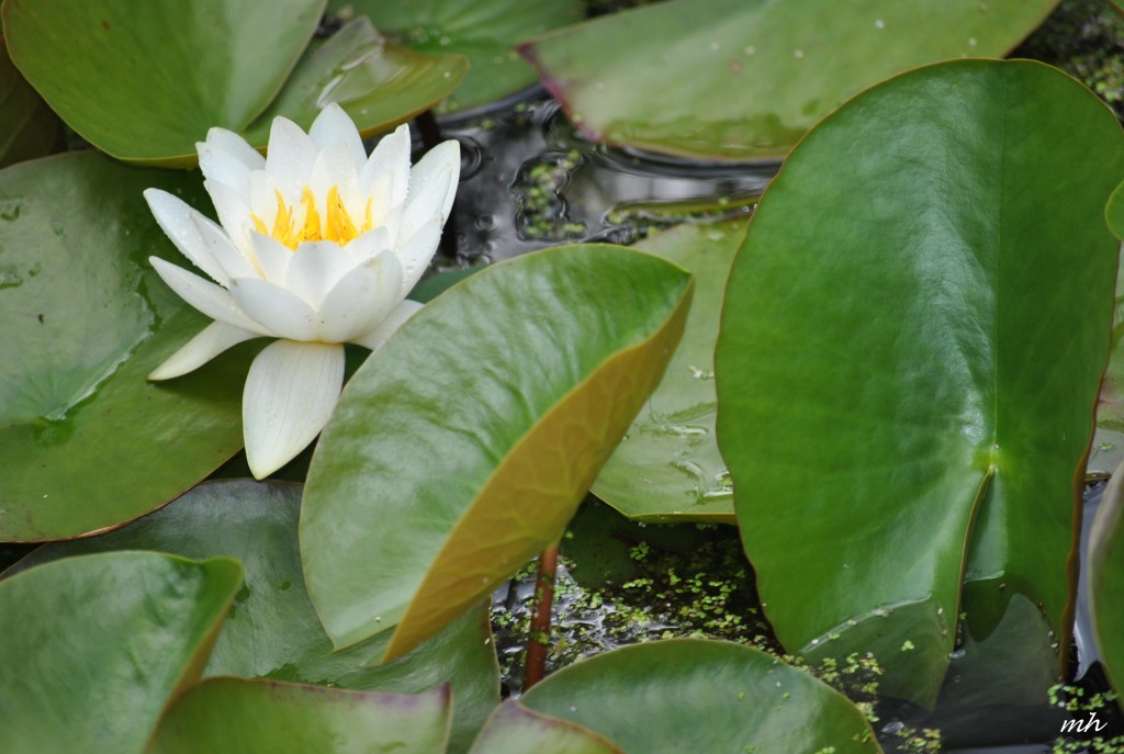 Water Lily June 28 - 2014 (7)