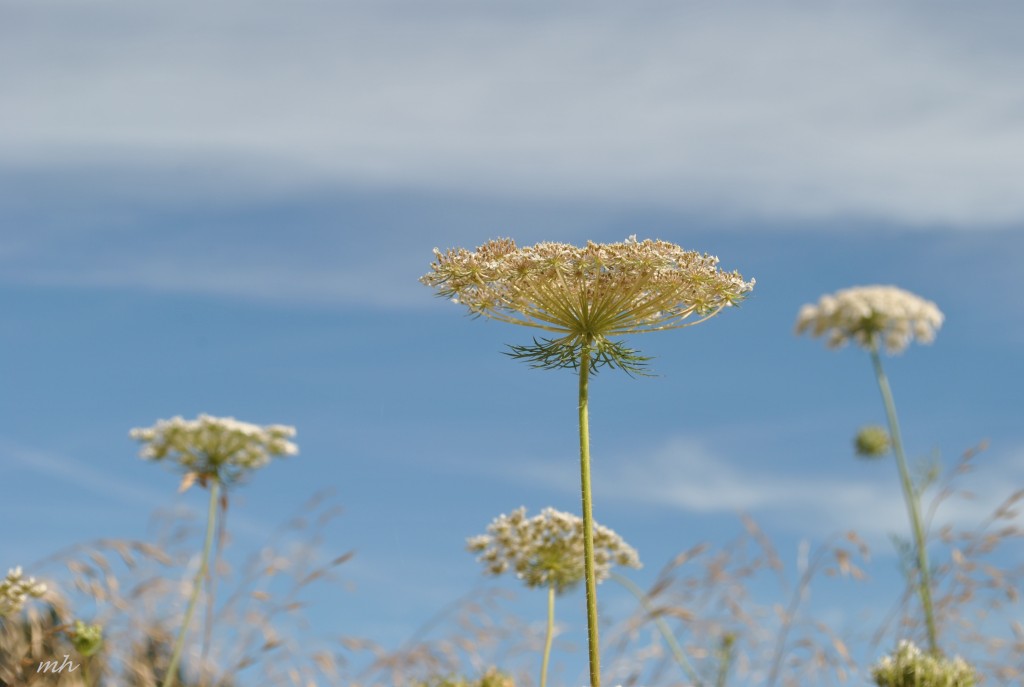 Hoa Queen Anne's lace 2014 (11)