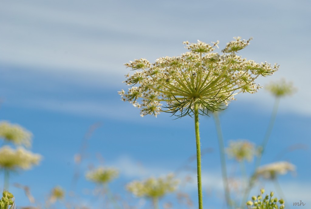 Hoa Queen Anne's lace 2014 (12)