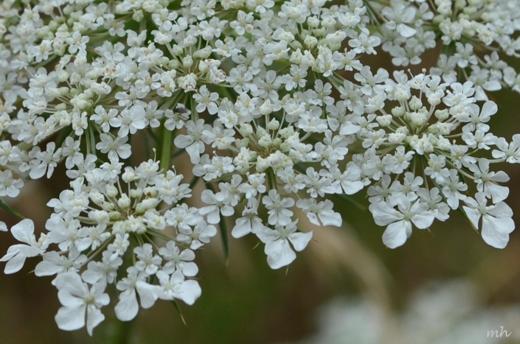 Queen Anne's lace 2014 (383)