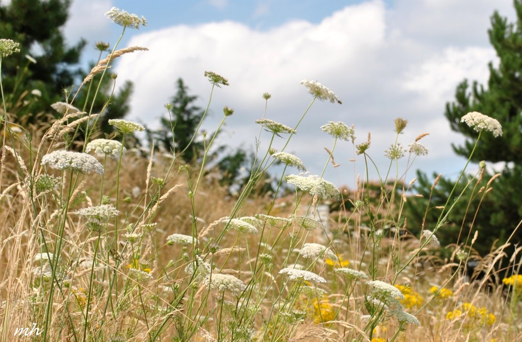 Queen Anne's lace July 22 - 2014 (6)
