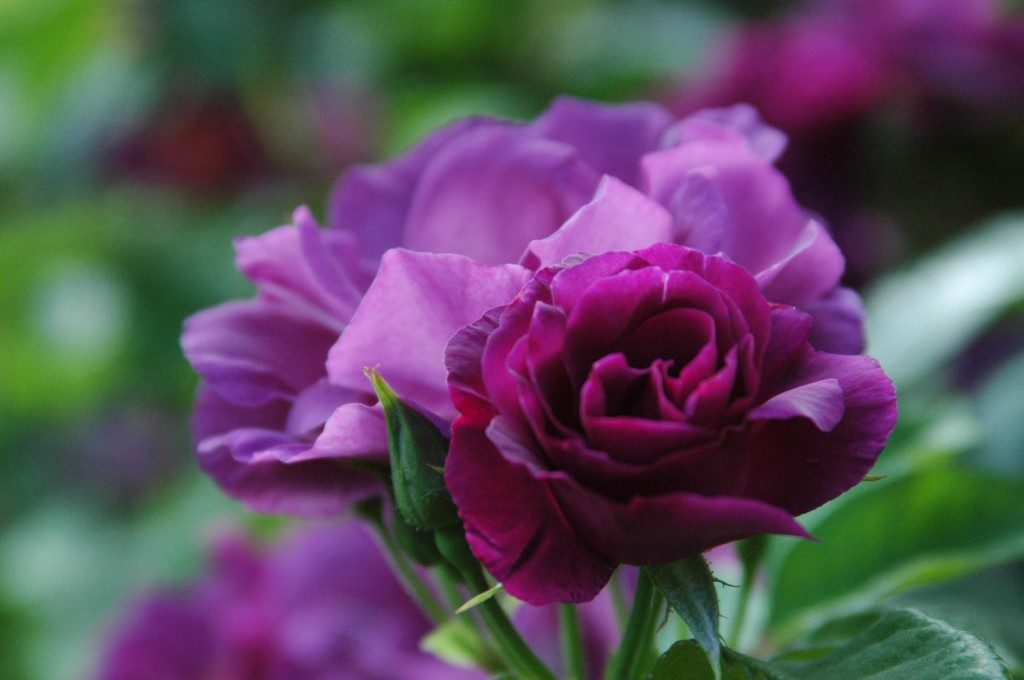 Rhapsody in Blue 2014 (1)