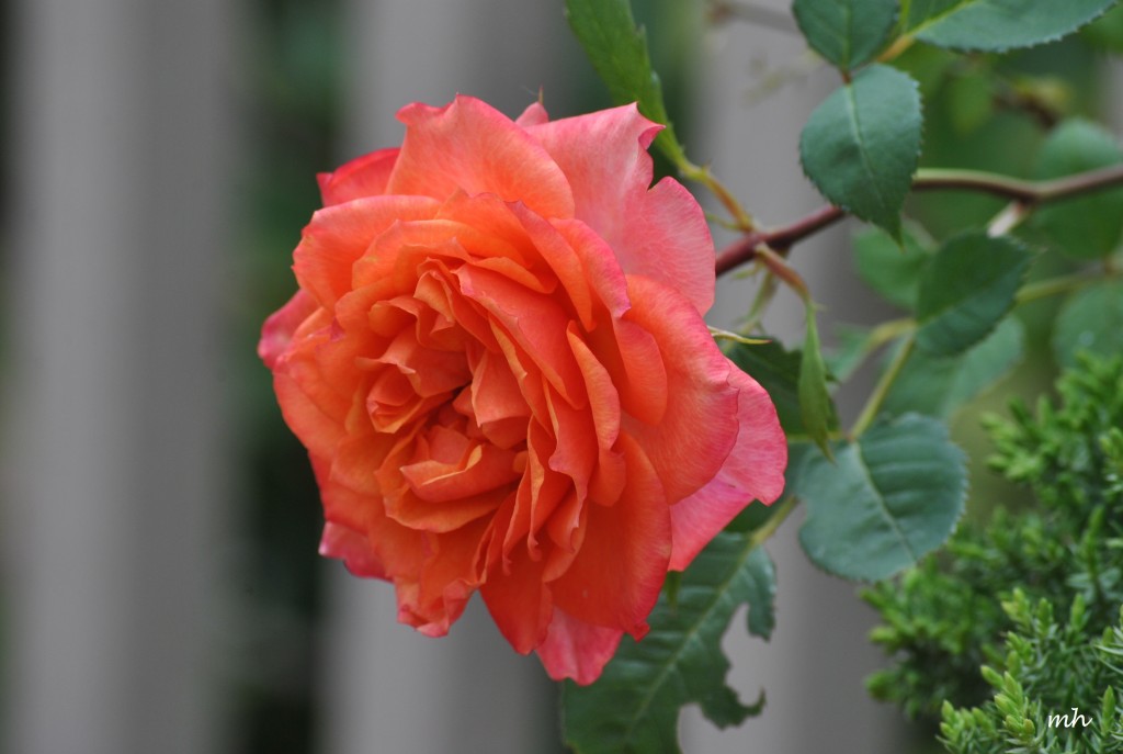 Rores 2014 (1)