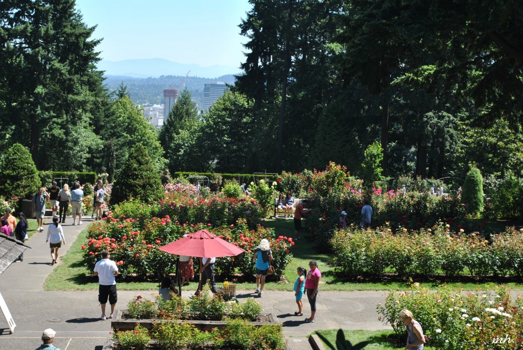 Rose Garden 2014 (196)