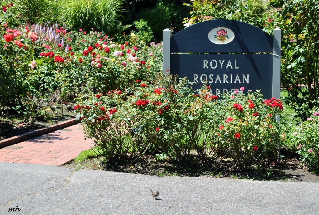 Rose Garden 2014 (296)