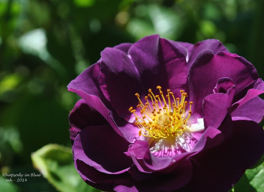Rose Garden 2014 (369d)