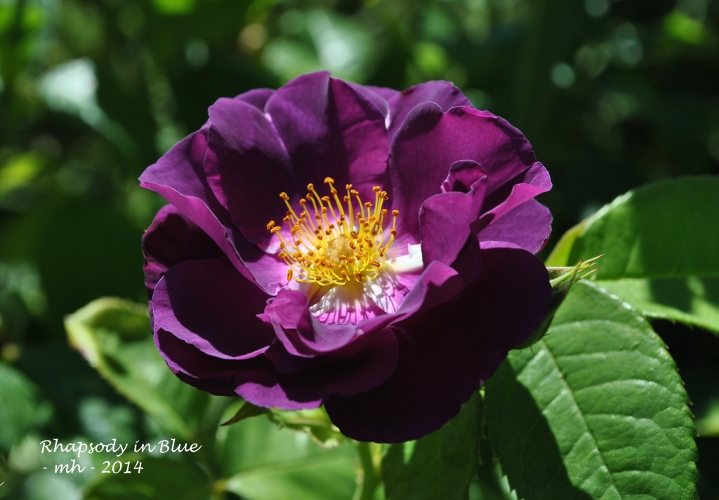 Rose Garden 2014 (369h)