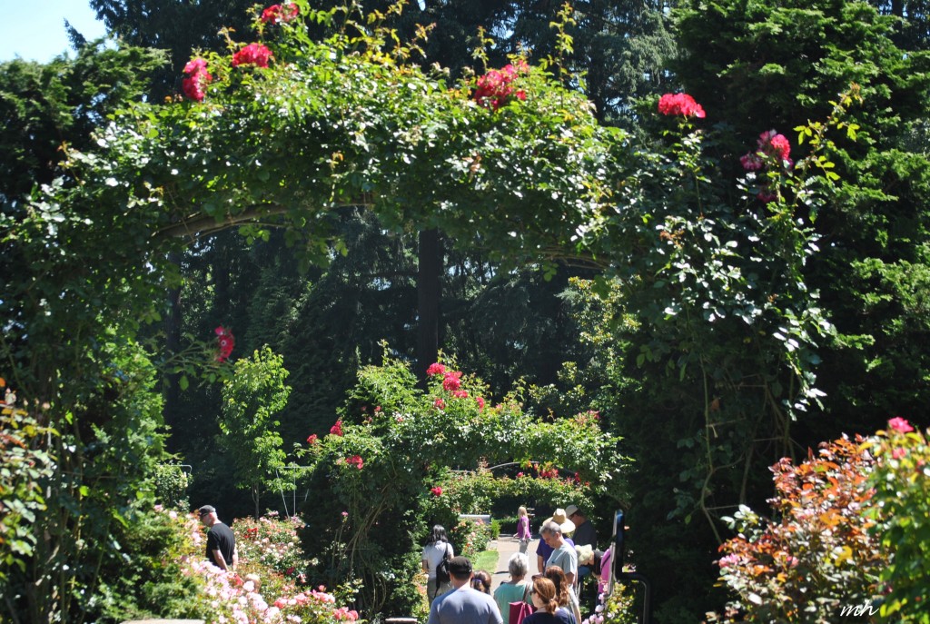 Rose Garden 2014 (59)