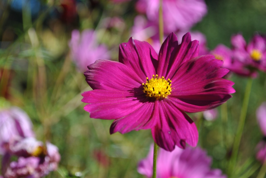 Cosmos 2014 (3)