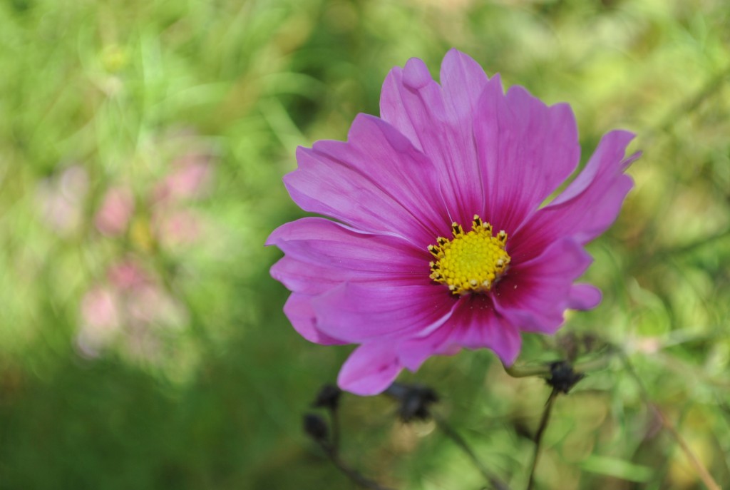 Cosmos (3)