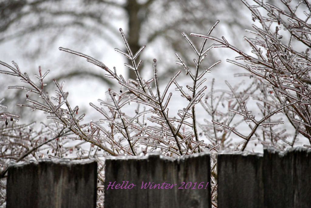 Hello Winter 2016 (1)
