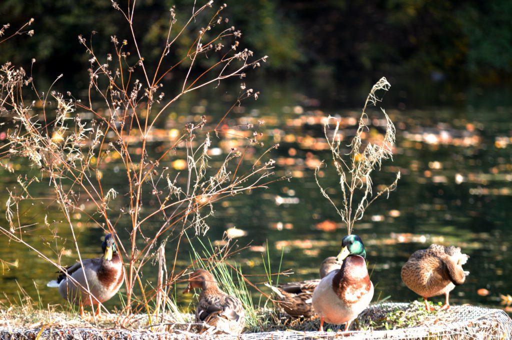 laurelhurst-park-2016-4