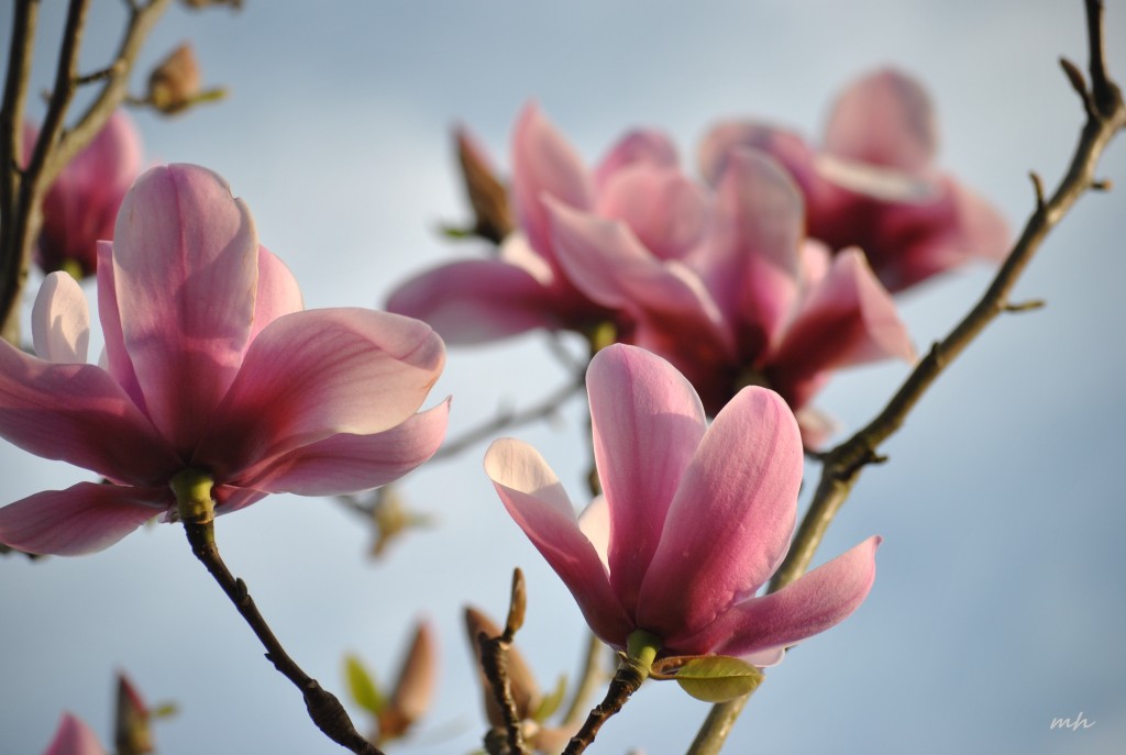 Magnolia March 19 - 2015 (1)