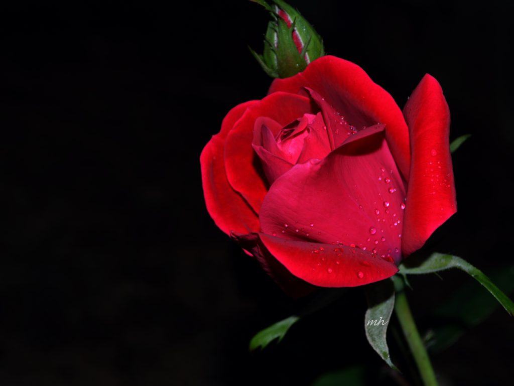 May Flowers 2016 (1)