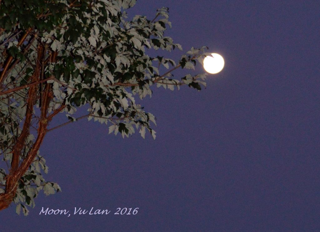 Trang Vu Lan 2016 -1