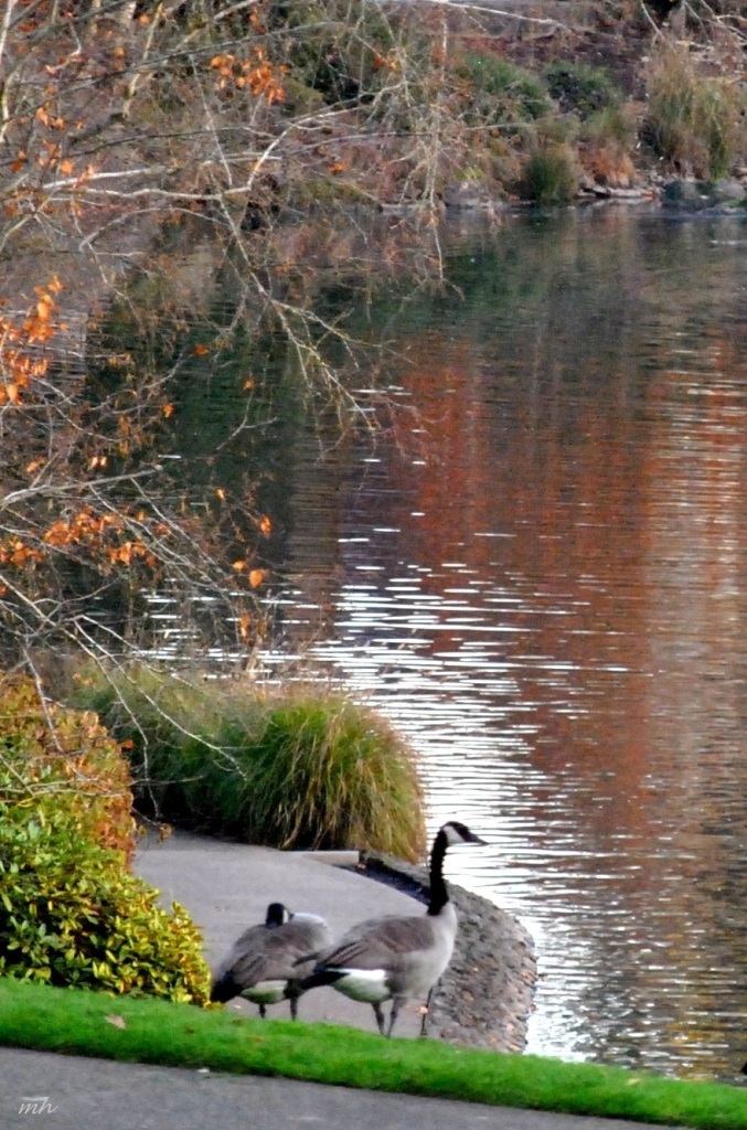 Autumn 2014.. (29b)
