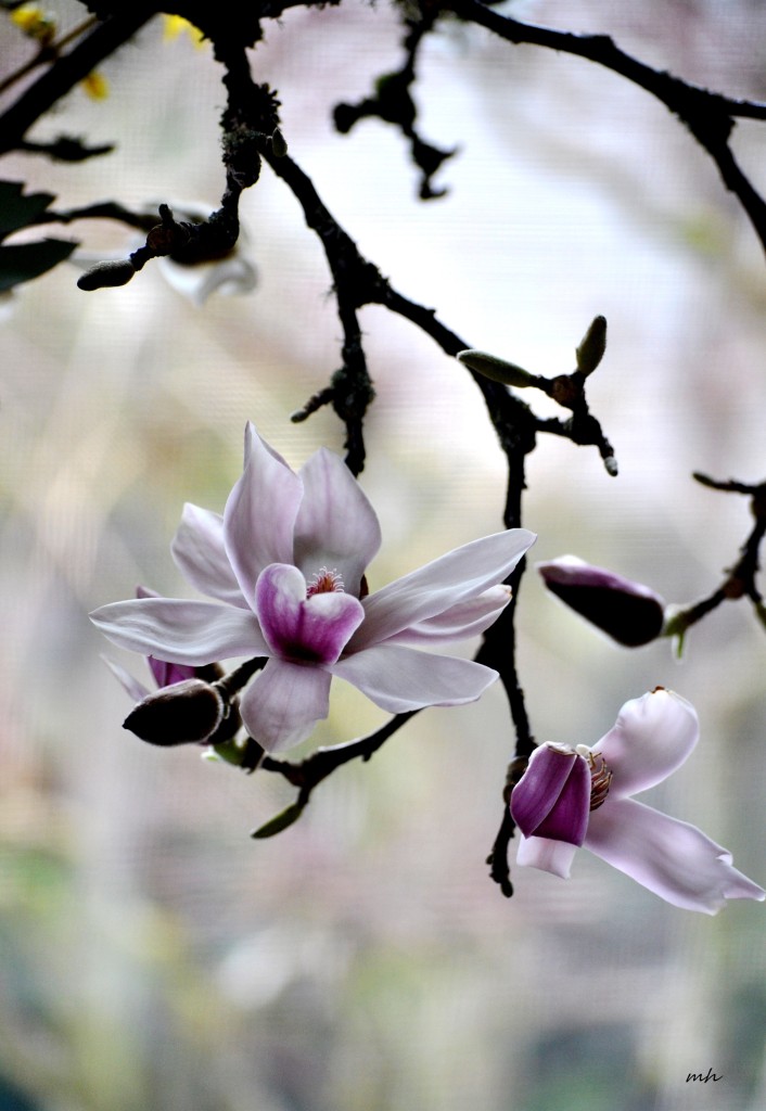 Magnolia's Tet 2015 (3)
