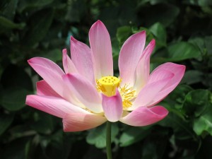 Flower (558)