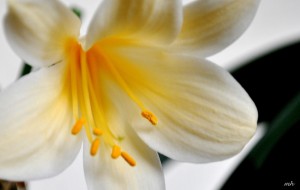 Lan quan tu (Clivia )(4)