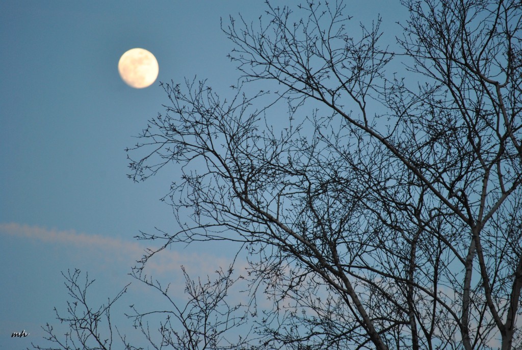 Full Moon Feb 2016 (17)