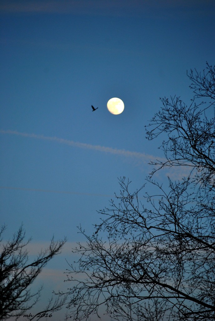 Full Moon Feb 2016 (1a)
