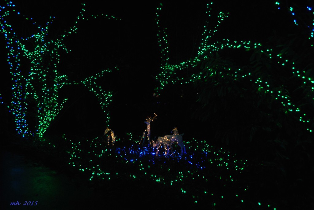 The Christmas Grotto 2015 (19)