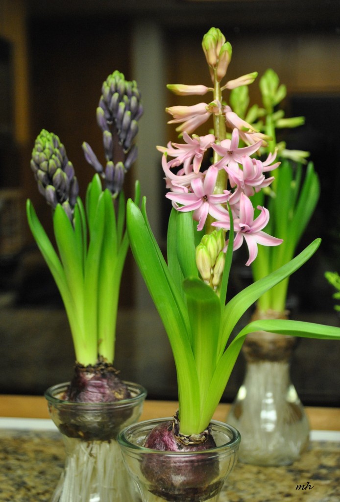Da Lan Huong(Hyacinthaceae) (mh) (1)