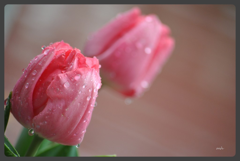 Tulip 2016