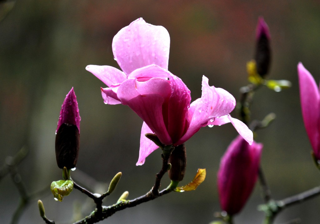 Magnolia 2016 (11a)