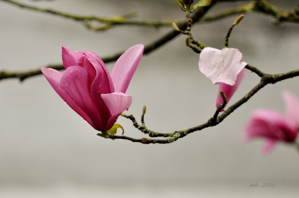 Magnolia 2016 (12)