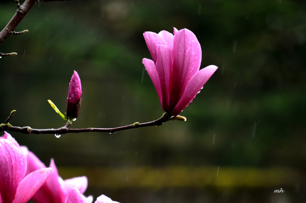 Magnolia 2016 (3)